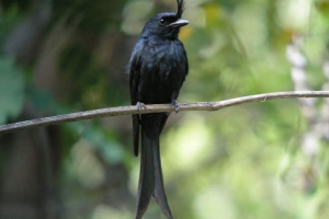 Drongo - számos veréb rúd